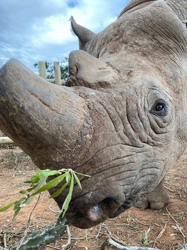 Munu’s Eyes: FLIR Perimeter Solution Secures the World’s Last Rhinos